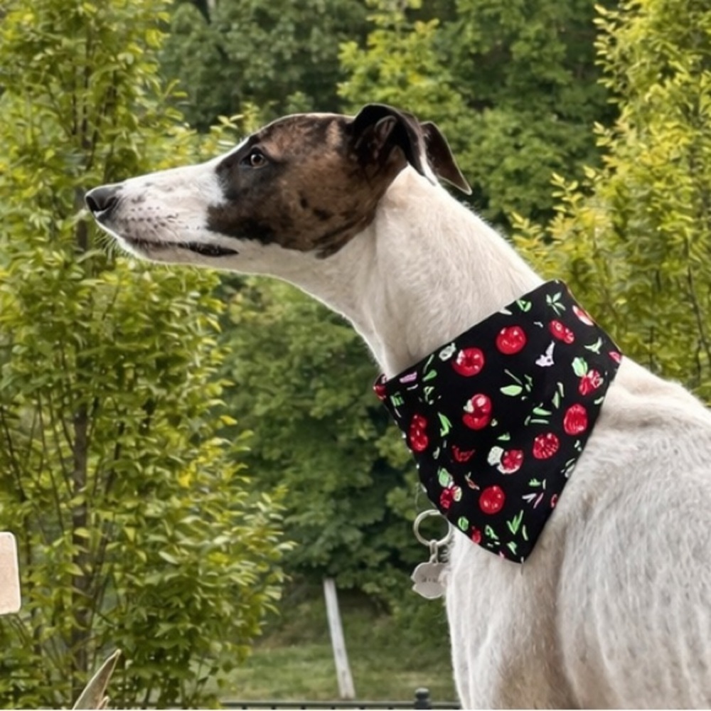Stylish Black Cherry Print Dog Bandana Collar